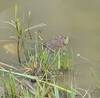 Bullfrog in marsh of Greenland Trail.