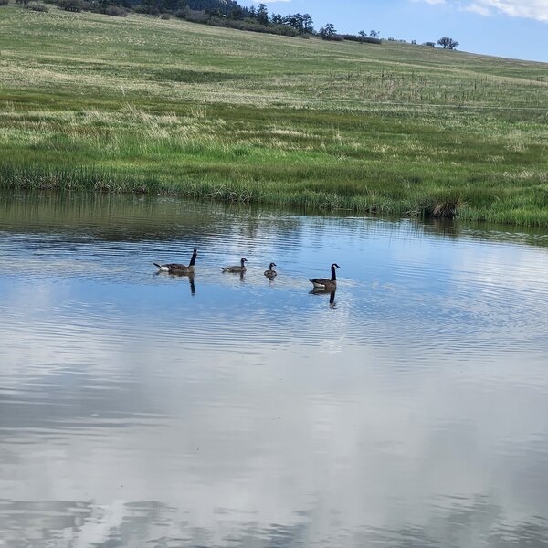 Young Geese Family. Nest Nearby in Greenland Trail Marsh.