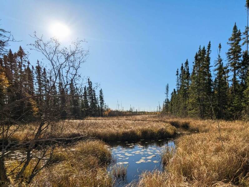 Beautiful beaver ponds along the route.