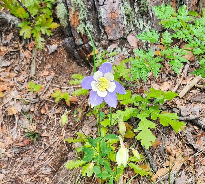 Columbine