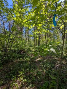 Trail is well marked with blue flags.