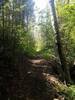Heading up toward the meadow. Nice cover from sun.