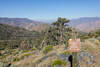 Junction with the spur trail to Joshua Tree Spring.