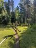 Unreal wonderland trail