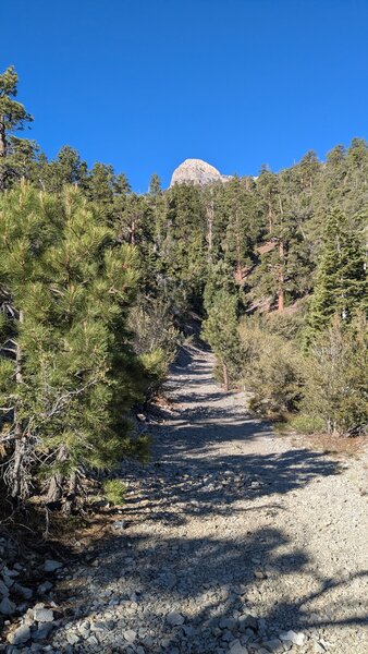 This is up on old FR092. Very nice road cut. Great views from the HP a bit further on from this photo spot.