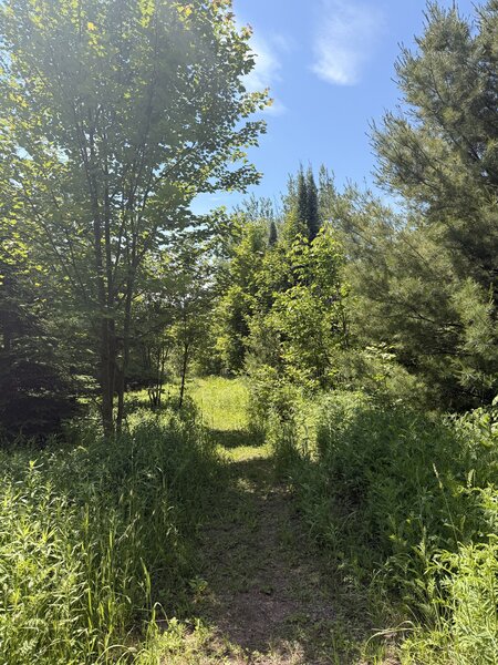 Entering a prairie