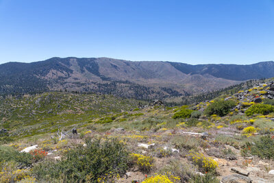 The burn scar from the 2008 Clover Fire.