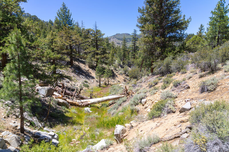 Hiking up a dry seasonal creek bed on Wildrose Trail.