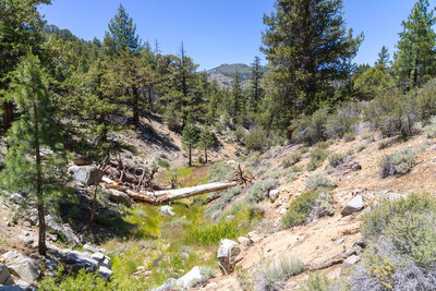 Hiking up a dry seasonal creek bed on Wildrose Trail.