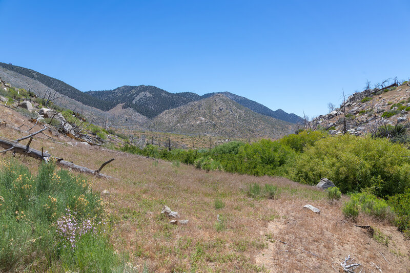 Plenty of willow thickets have grown after the 2008 Clover Fire.