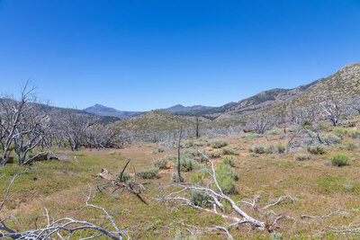 Skeletal trees within the burn area.
