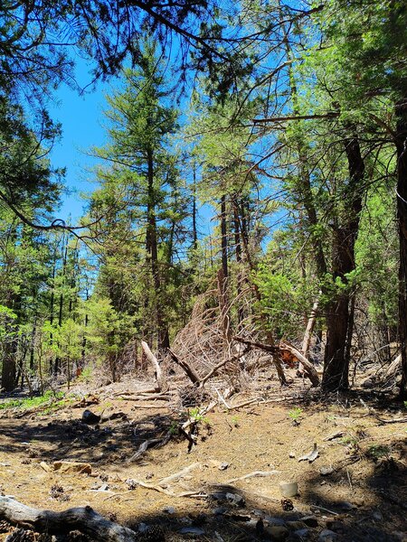 Beginning mile of Canoncito (near faulty trail) in ponderosa forest