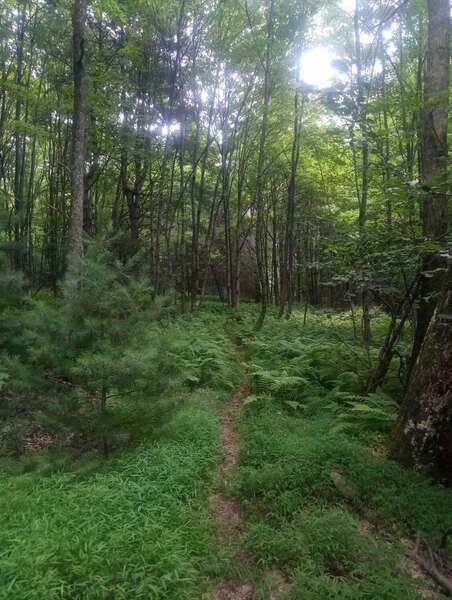 Easy going east on Railroad Run Trail toward Shade Path.