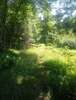 Hall Mtn. Trail - Beautiful PA Forest