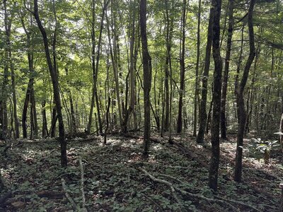 The trail is nice and shaded the whole way.