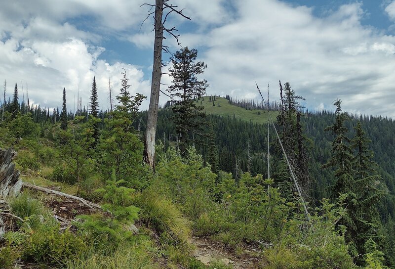 Approaching Round Top Mountain from the south on Shedroof Divide Trail.