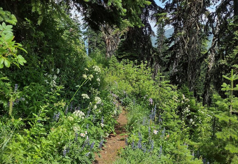 A bouquet of mid July flowers, along the Shedroof Divide Trail. Lupines, yarrow, and some asters are in the mix here.