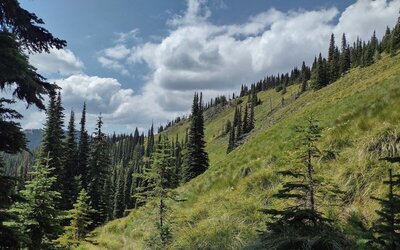 Just the pretty, steep, grassy slopes high on Shedroof Divide Trail. This particular sample is from Helmer Mountain's south shoulder.