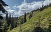 Just the pretty, steep, grassy slopes high on Shedroof Divide Trail. This particular sample is from Helmer Mountain's south shoulder.