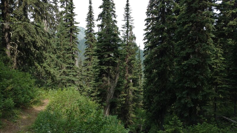 Nearby mountains are seen through the trees, as the trail begins its descent down to the South Salmo River, in the beautiful mixed conifer forest.