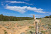 The junction with Honey Bee Trail.