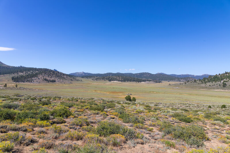 Vast Monache Meadow