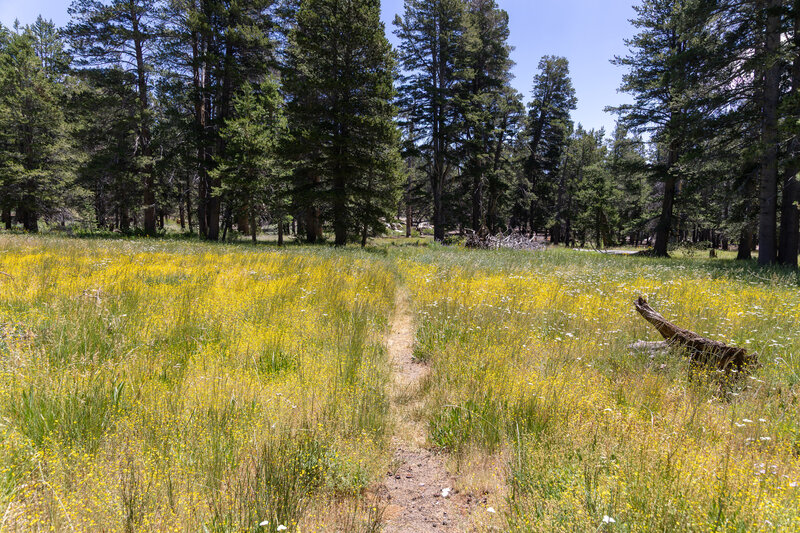 Summit Meadow