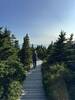 Beginning of boardwalk at Skyline Trail