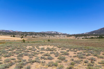 Strawberry Meadows