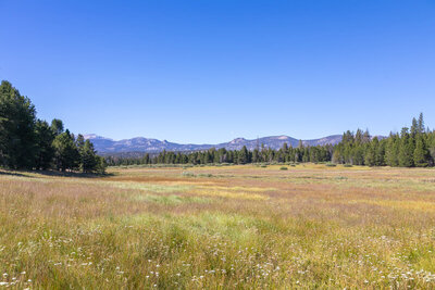 Brown Meadow