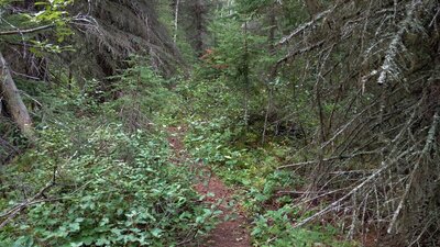 The trail through the forest, going down to the Moore Falls.
