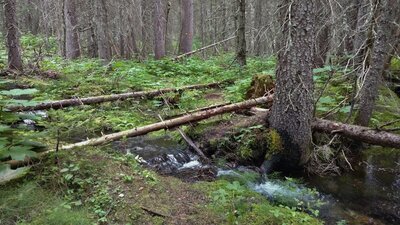 Just some of the "fun" in the forest, hiking the Moore Falls/Cascades Camp Connector.