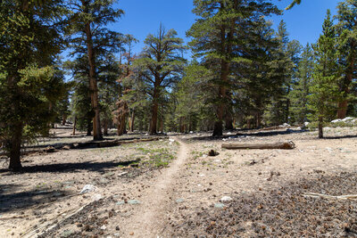 Crossing the sandy slopes below Olancha Peak.