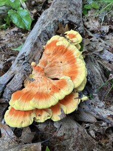 Chicken of the Woods Mushrooms.