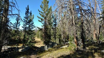 Thin forest and meadows of Martin Park along Doubletop Mountain Trail.