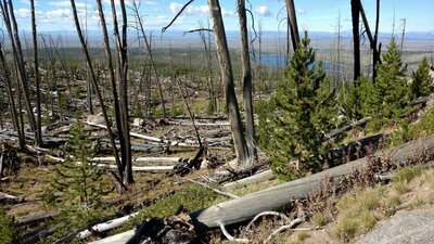 New Fork Lake, below, and the Wyoming Range in the far distance, are seen through the burnt trees left by the 2008 New Fork fire.