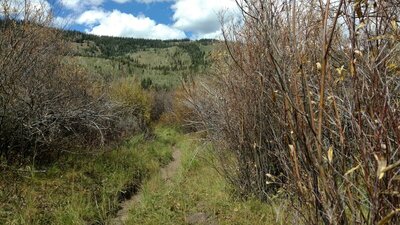 The willows are eye level and higher - good thing the trail corridor is wide and well maintained.