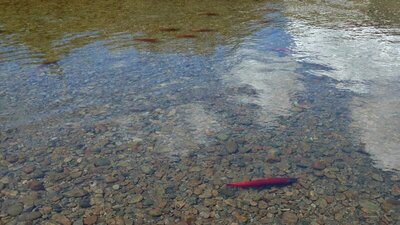 Close-up of a spawning Kokanee salmon in the clear waters of the New Fork River.