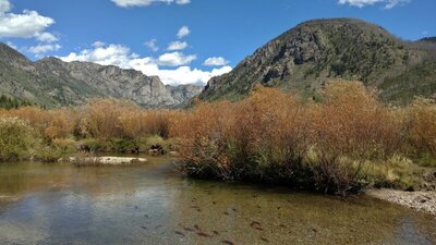 The New Fork River with an abundance of spawning Kokanee salmon, the willow infested,  grassy river valley bottom, and the beginning of the New Fork Canyon (center) with its steep cliffs,in the distance