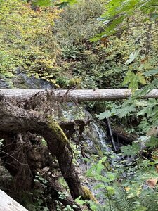 Mima falls