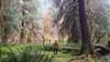Hall of Mosses