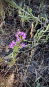 06/21/2026 - Muehlenberg's Centaury, a beautiful pink flower found on the Lost Laird Trail.