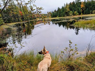 End of trail at beaver pond.