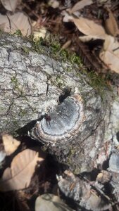08/15/2026 - Turkey Tail fungus (trametes versicolor) found on a rotting log on the Sequoia Nature Trail.