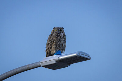 9/15/26 - Great Horned Owl perched on a light post where a spur trail connects the regional trail to Saint Mary's campus.