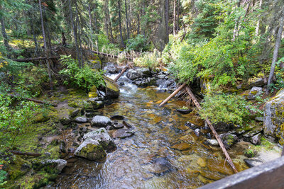 The clear, rushing waters of the Lostine River cascade over granodiorite boulders and fallen conifer logs beneath a dense montane canopy of Douglas-fir and alder.