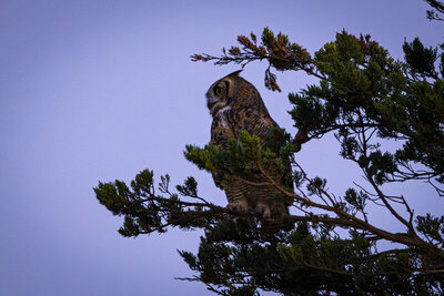 10/17/26 - Great Horned Owl at the top of the cypress tree next to the viewpoint bench.